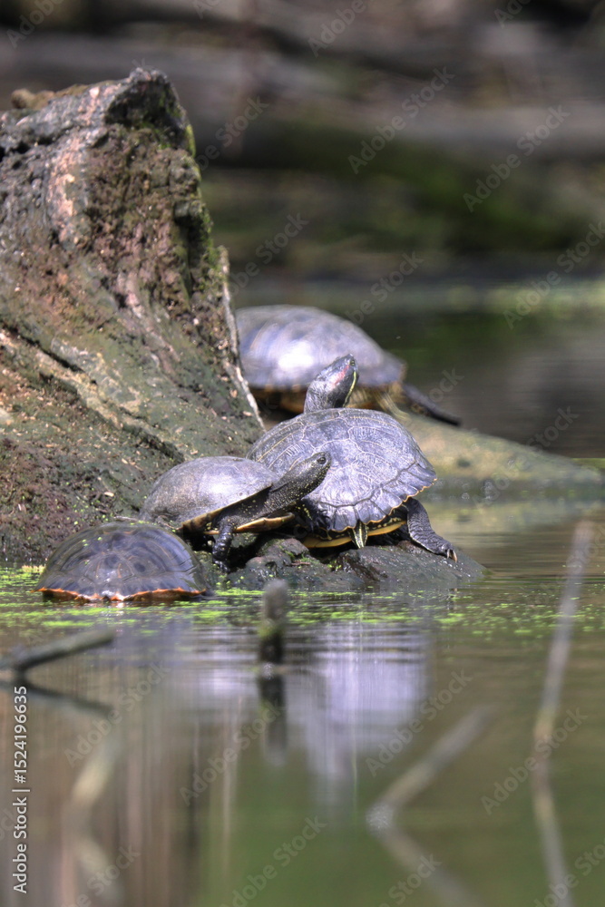 Obraz premium comitiva