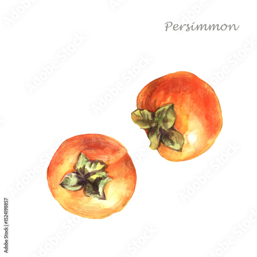 Watercolor persimmon