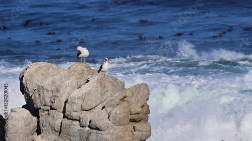 Wallpaper Mural Dramatic Seagull Against Ocean Waves and Wind Torontodigital.ca
