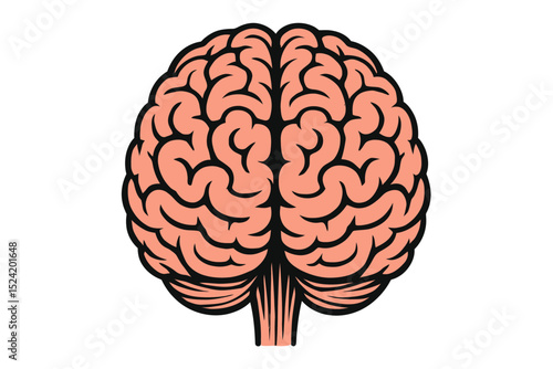 Detailed Illustration of a Human Brain Anatomy