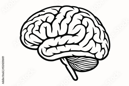 Detailed Line Art Illustration of a Human Brain