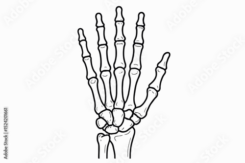 Detailed Line Drawing of a Human Hand Skeleton