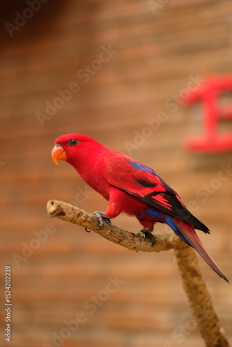Black-winged lory. The red lory (Eos bornea). Close up detail of Red Iory