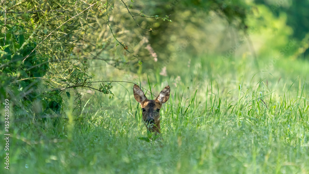 Fototapeta premium Ein Reh im Gras