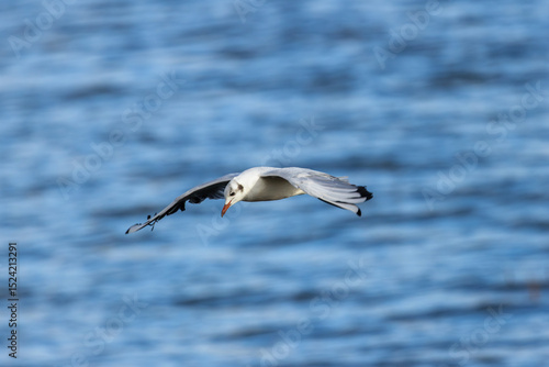 Photography Black-headed Gull (Chroicocephalus ridibundus) at Broadsmeadow Estuary, Dublin –