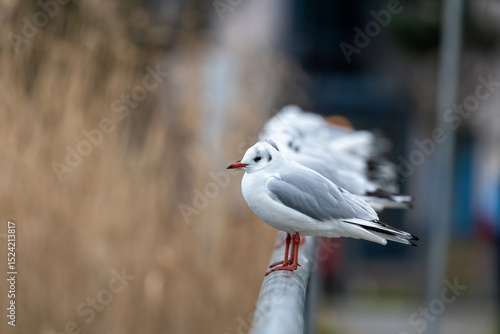 Photography Black-headed Gull (Chroicocephalus ridibundus) at Broadsmeadow Estuary, Dublin –