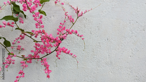 Delicate pink flowers on vines against a textured white wall, creating