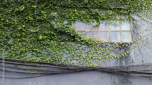 Green vines covering a gray wall with glass block window and black cables