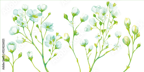 Flower transparent background. Background with tiny white flowers (gypsophila paniculata),
