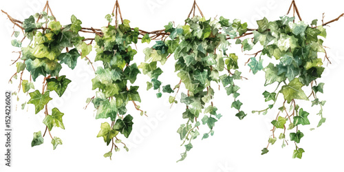 isolated hanging photos plant. Branch of green leaves twigs that growing on wall isolated on background