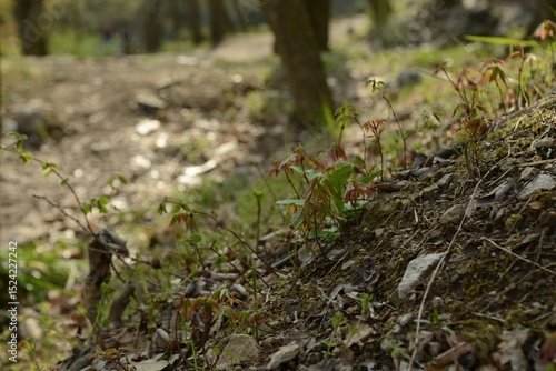 Wallpaper Mural Maple tree leaves and seasonal features Torontodigital.ca