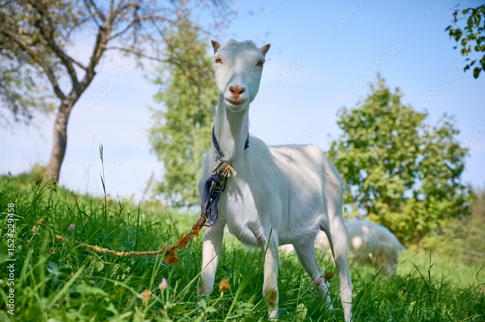 Fototapeta premium Portrait of a funny goat on the green summer meadow.