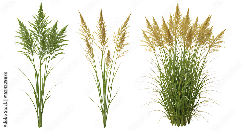Set of frontal Prairie dropseed Sporobolus heterolepis and Calamagrostis acutiflora (Karl Foerster) grass isolated png on a transparent background perfectly cutout high resolution Set of frontal Prairie dropseed Sporobolus heterolepis and Calamagrostis acutiflora (Karl Foerster) grass isolated png on a transparent background perfectly cutout high resolution