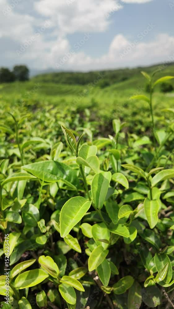 Close-up view of green tea leaves from organic tea plantation on nature farm in fresh morning in Thailand, Tea leaves economic crop for making tea beverage and used as health care product. Vertical Close-up view of green tea leaves from organic tea plantation on nature farm in fresh morning in Thailand, Tea leaves economic crop for making tea beverage and used as health care product. Vertical