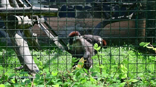 Red-capped Mangabey (Cercocebus torquatus) Eating Banana at the Zoo