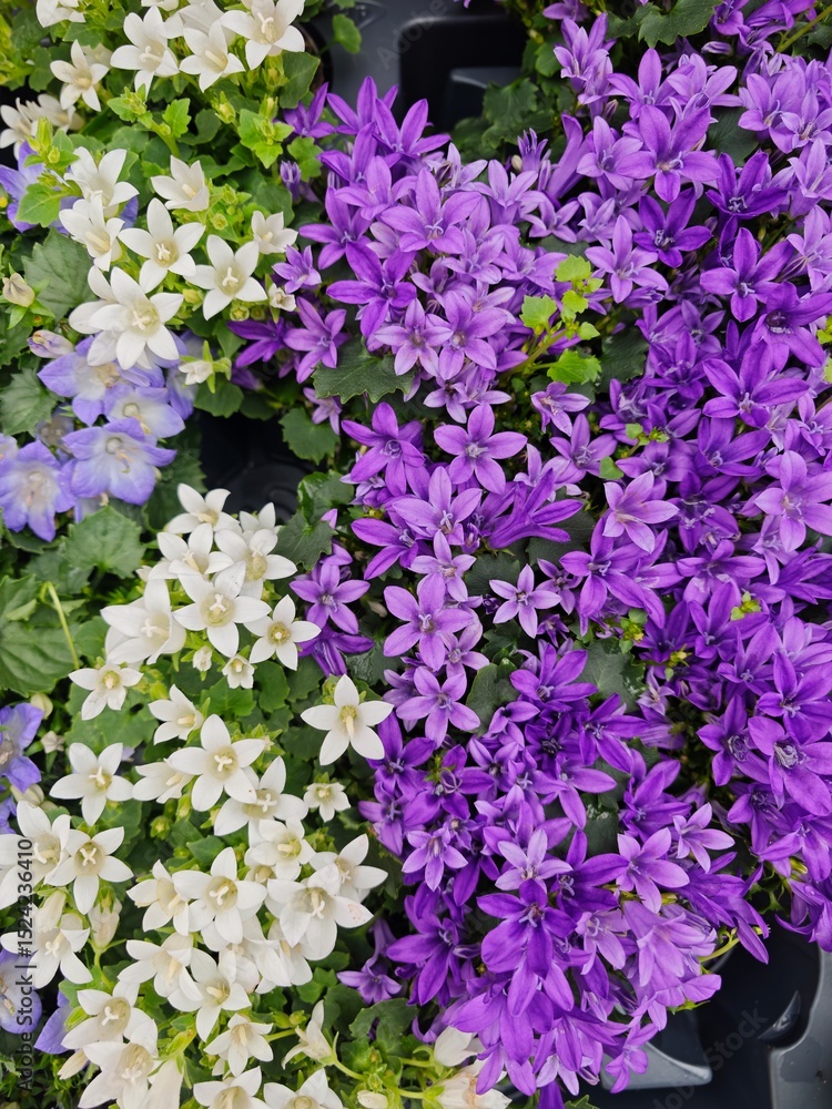 Fototapeta premium Vibrant display of white and purple flowers in a garden center during springtime festivities