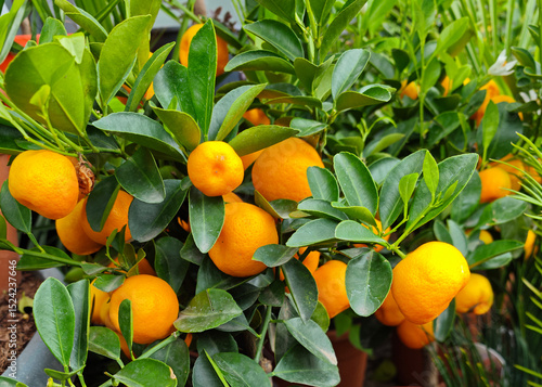 Bright orange kumquats grow abundantly on lush green branches in a garden setting during the warm afternoon sunlight