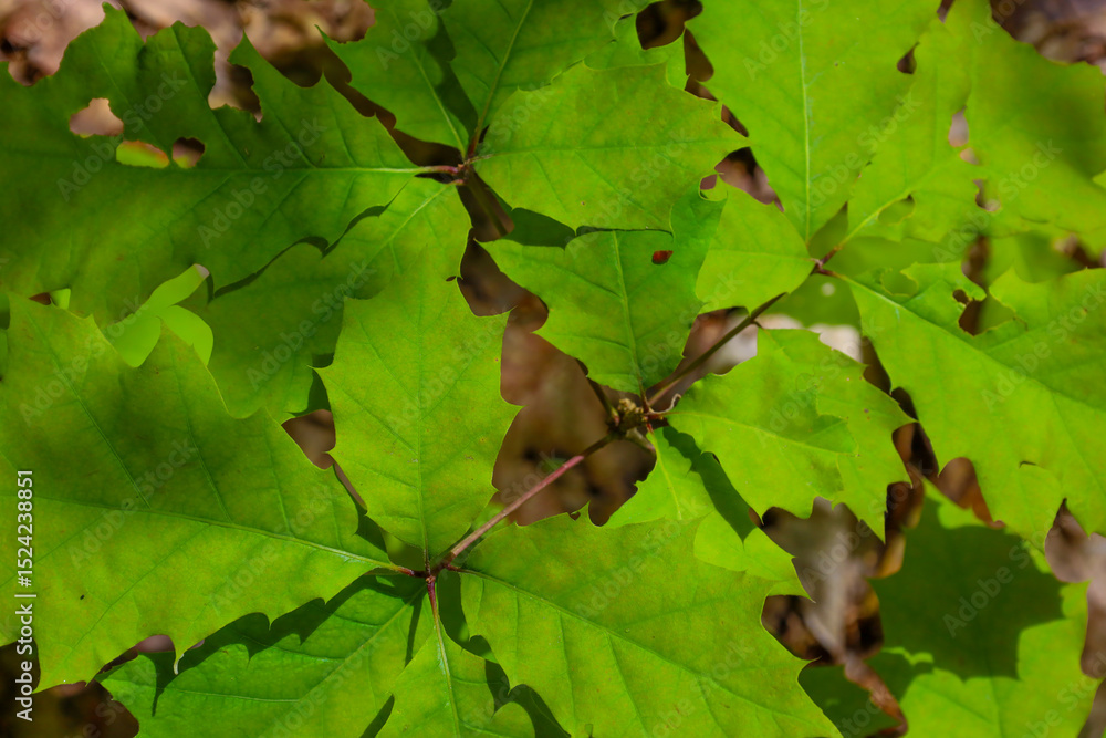 Sunlit, vibrant green leaves, possibly oak, form a dense, overlapping pattern. The close-up reveals vein details and minor damage, highlighting nature's vitality and vulnerability. Sunlit, vibrant green leaves, possibly oak, form a dense, overlapping pattern. The close-up reveals vein details and minor damage, highlighting nature's vitality and vulnerability.