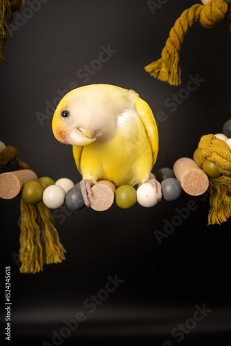 Pájaro amarillo en un columpio
