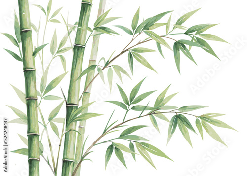 Watercolor bamboo painting illustration for zen asian style art print and nature inspired home decor design
