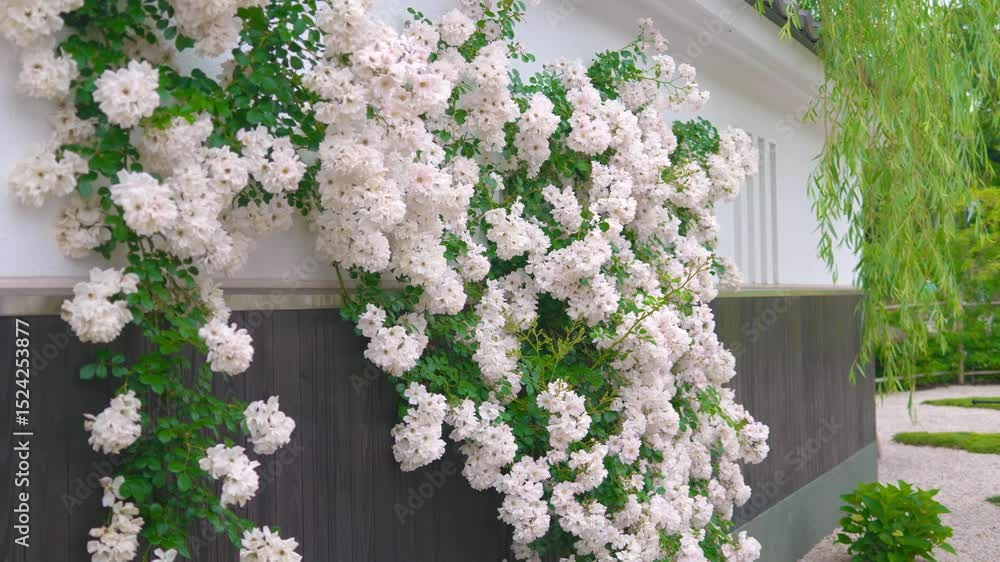 custom made wallpaper toronto digital白いモッコウバラが美しい、日本の古都をイメージした庭園。（神奈川県綾瀬市 光綾公園「あやせローズガーデン」）　
A garden with beautiful white bank's rose, inspired by the ancient capital of Japan.
(Ayase Rose Garden, Kouya Park, Ayase City, Kanagawa)