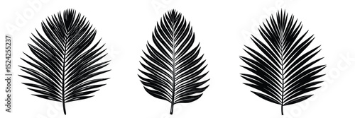 Black palm leaf illustration tropical leaves vector design summer foliage botanical drawing exotic plant art
