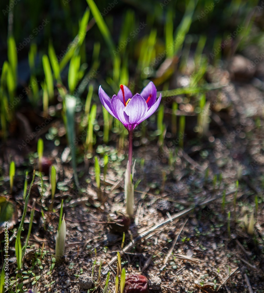 Spring crocus flower with transparent leaves Spring crocus flower with transparent leaves