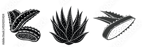 Aloe vera plant botanical illustration vector set for health and beauty product design use case
