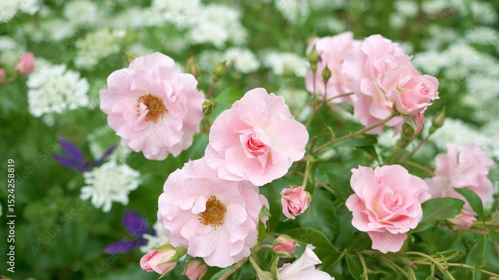 バラやオルレアなどの花が咲き乱れる花壇
Flower beds filled with roses, orleas, and other flowers バラやオルレアなどの花が咲き乱れる花壇
Flower beds filled with roses, orleas, and other flowers