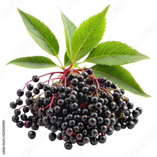 Elderberries isolated on transparent background