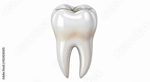 A single, glossy white molar. It features a translucent biting surface, rounded cusps, and distinct roots, highlighting fine anatomical details against a white background. Suitable for vector 