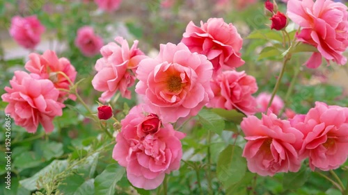 Wallpaper Mural 庭園に咲く華やかなピンク色のバラ　
Gorgeous pink roses in the garden Torontodigital.ca