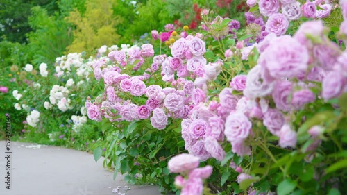 Wallpaper Mural 庭に咲き乱れるゴージャスな薄ピンクのバラ。　
Gorgeous light pink roses blooming in abundance in the garden. Torontodigital.ca