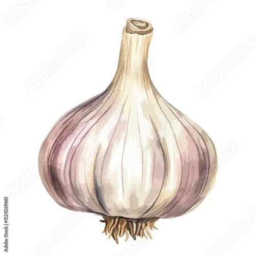 Watercolor Garlic Bulb with Visible Roots and Textured Layers