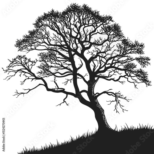 Silhouette of a twisted tree in grass