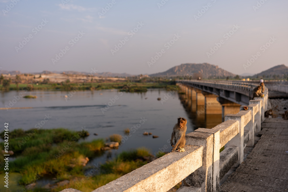 Fototapeta premium Monkeys Sitting on Bukkasaagara Aanegundi Bridge Over River at Sunset, Hampi, India