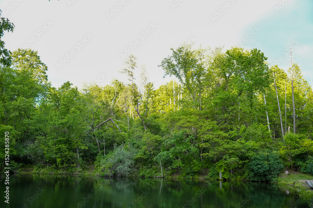 Fototapeta premium Peaceful Forest Pond with Green Reflections