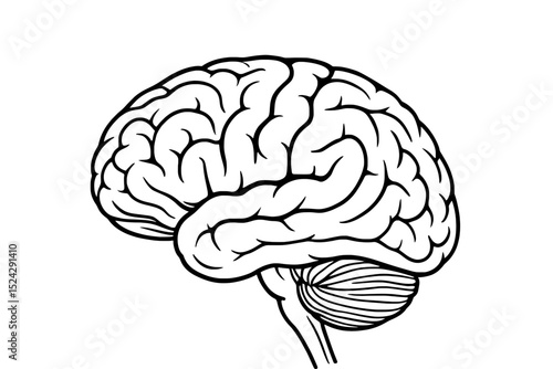 Human Brain Illustration – Detailed Science Anatomy Drawing
