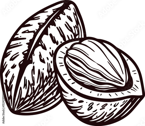 Hand drawn walnut kernel and shell vintage engraved nut illustration for botanical and culinary design