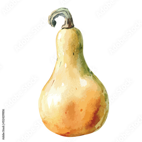 Watercolor Illustration of a Butternut Squash with a Curved Stem