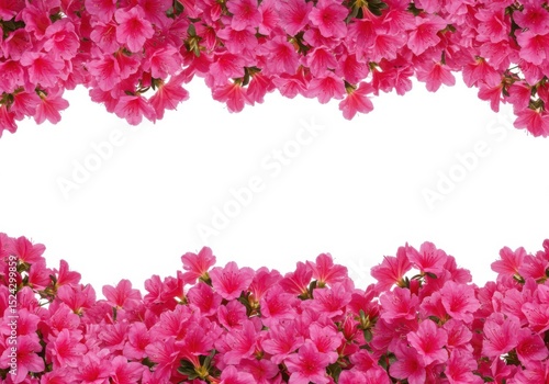Pink azalea flower border isolated on white background