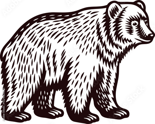 Vintage hand drawn grizzly bear standing illustration engraved wild animal sketch for nature and wildlife design