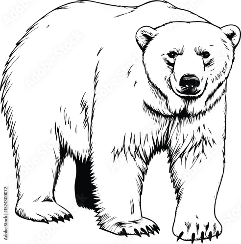 Detailed Line Art Illustration of a Majestic Polar Bear Standing Proudly
