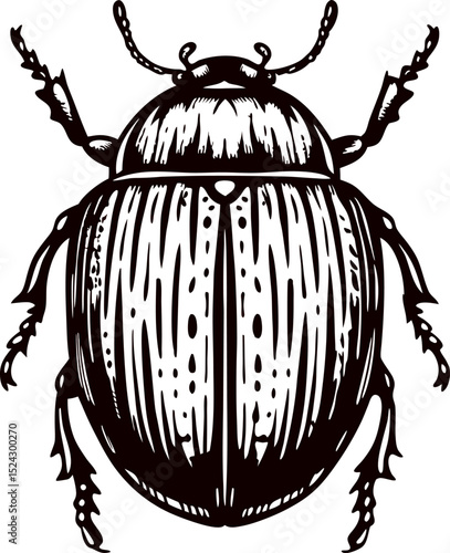 Detailed hand drawn beetle illustration with vintage etching lines and symmetrical body