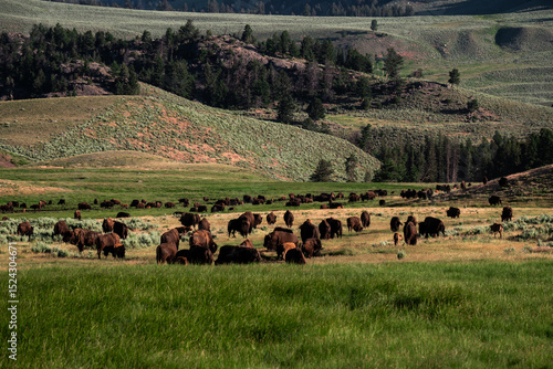 Wallpaper Mural bison resting in the valley Torontodigital.ca