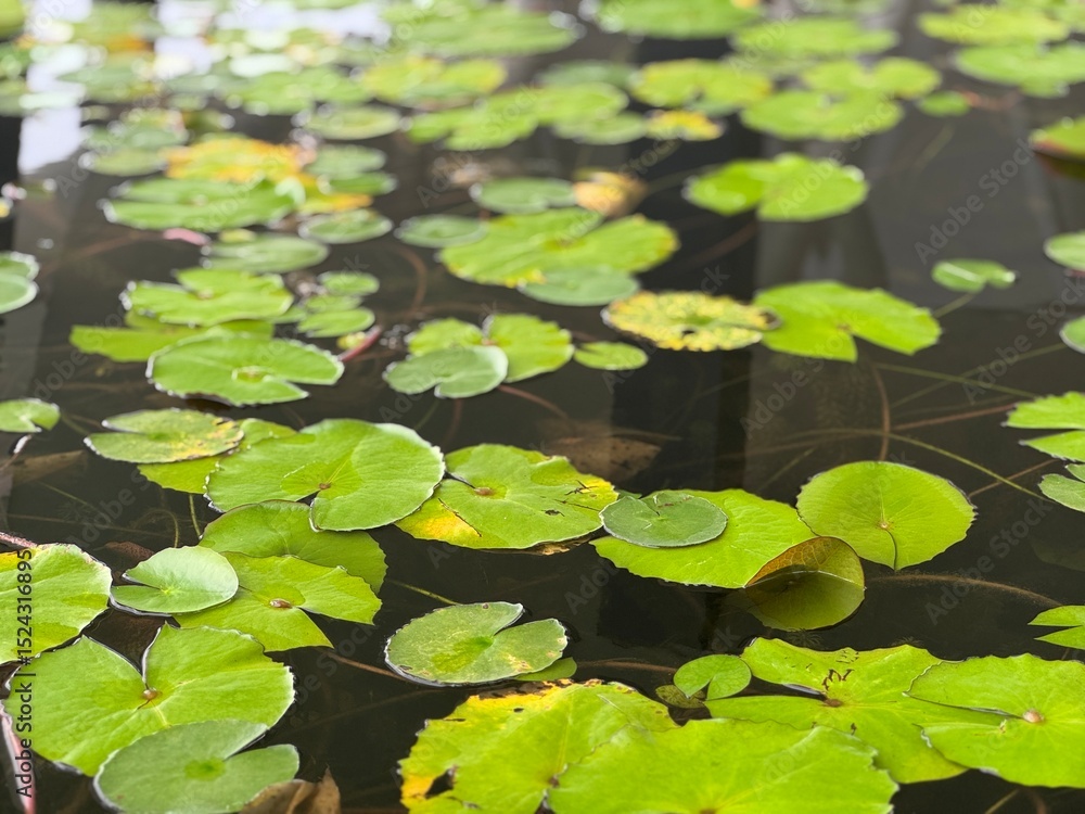 Lily pads on the surface of a lake Lily pads on the surface of a lake