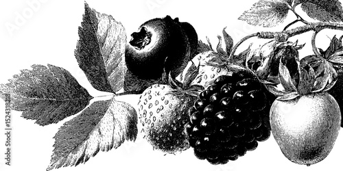 Intricate engraved illustration of mixed berries and leaves for design projects