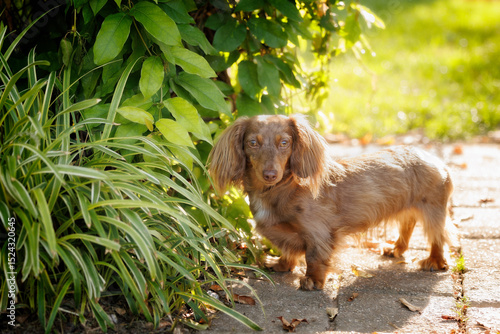 Long coat chocolate miniature dachshund backlit in green foliage 