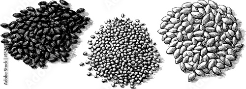 Engraved illustration set of black sesame seeds for culinary design projects