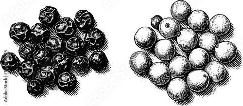 Detailed engraved illustration of black and white peppercorns for culinary design